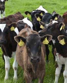 Buy WEANED CALVES online